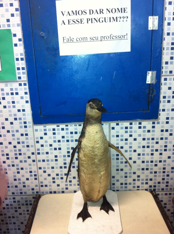 Pinguim da Coleção da SAE  ganha nome dado por alunos da E.M. Pedro Ernesto