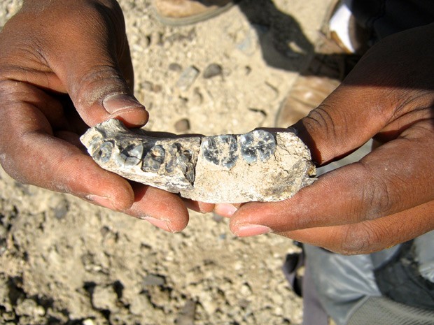 Descoberto fóssil mais antigo do gênero Homo, com 2,800 milhões de anos